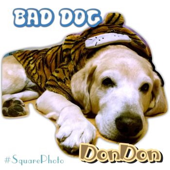 Фото без обрезки скриншот № 1