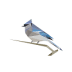скачать BirdNET